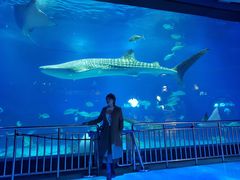 -烟台海昌鲸鲨海洋公园