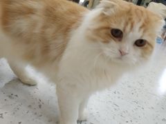 -喵园·猫主题咖啡厅·撸猫·猫咖(国贸店)