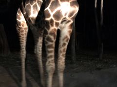 -清迈夜间动物园