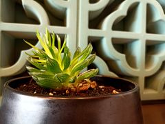 -菩提树·素食餐厅(汇智国际商业中心店)