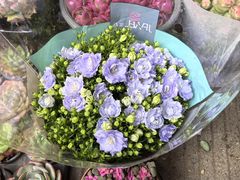 -青石桥花鸟鱼虫市场(叠翠城店)