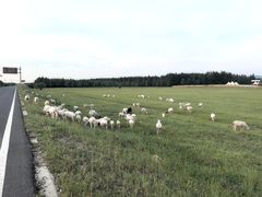 -塞罕坝国家级自然保护区