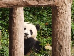 -中国大熊猫保护研究中心雅安碧峰峡基地