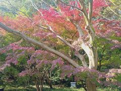 -西湖风景区-江洋畈生态公园