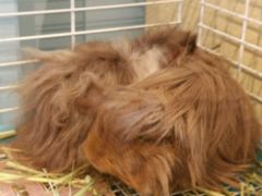 小卷毛-藦茜花园宠物主题亲子互动体验馆(国顺东路店)