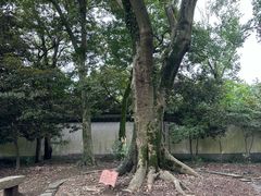 -上海佘山国家森林公园天马山园