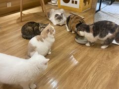 -滚猫咖啡·猫咖·猫友好撸猫(未来城店)
