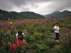 -青峰峡国家森林公园