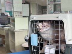 -瑞派申生动物医院·24H夜诊·国际动物医疗中心·骨外科(吴中路店)