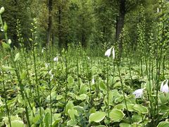 -贵阳市花溪国家城市湿地公园