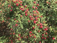 -永定河休闲森林公园