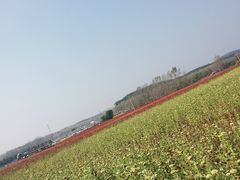 -莲花山花海