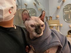 -BABIT巴比特宠物(MOMOPARK店)