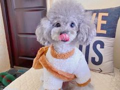 -萌宠之家·腊肠犬·马尔泰·小体犬舍