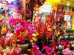 -溪岸路花鸟市场