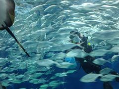 -上海海洋水族馆