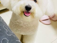 -宠小格时尚宠物生活馆(唐镇店)