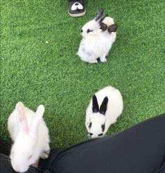 -萌宠亲子动物乐园(槐房万达店)