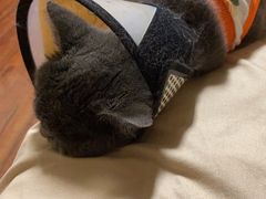 -关爱宠物医院·猫科中心·消化科(滨湖万达分院)