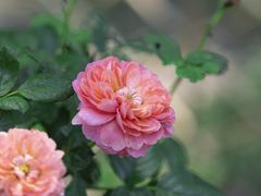 -中国科学院华南植物园