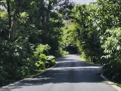 -西双版纳原始森林公园