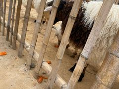 -泉州海丝野生动物世界