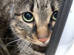 -安安宠医·健平宠物医院犬猫内科·骨科诊疗中心