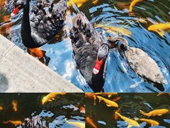-湖鲜楼