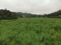 -红山村
