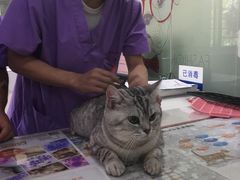 -伟伟宠物医院·CT影像中心·瑞派犬猫综合性门诊(汉口总院)