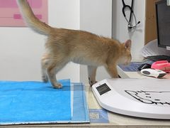 -艾贝尔宠物医院·24H转诊中心·肿瘤猫专科(江宁双龙店)