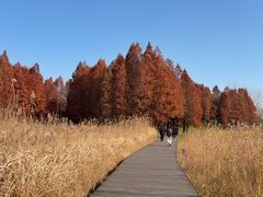 -溱湖国家湿地公园