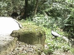 -火炉山森林公园