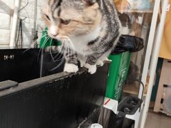 -平行世界·猫咖(首经贸店)