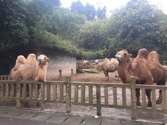 -贵州森林野生动物园
