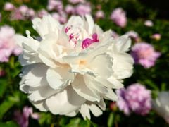 -洛阳市隋唐城遗址植物园