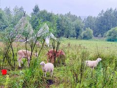 -莫尔道嘎国家森林公园