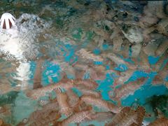 -沿海渔家院海鲜烧烤·东北菜(东戴河店)