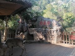-野象谷景区