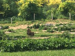 -北京野生动物园