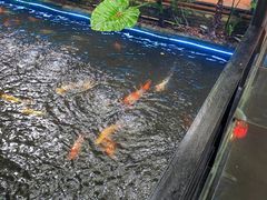 -优之名鹅城