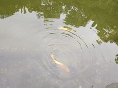 -西双版纳洲际度假酒店-海鲜傣味烧烤·侬香全日制餐厅