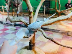 -上海大自然野生昆虫馆(东方明珠·爬宠昆虫探索中心)