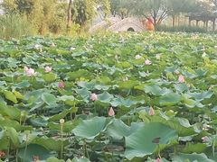-渤公岛生态公园