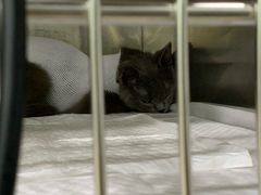 -佳雯宠物医院(金华南路分院)