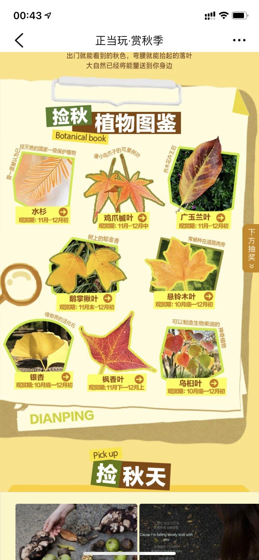 植物图鉴悬铃木叶