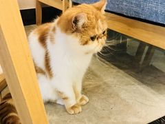 -有猫儿腻咖啡厅.猫咖