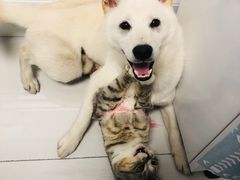 -萌兽医馆·犬猫专科·眼科中心·宠物医院(朝阳门分院)
