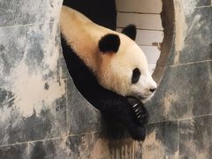 -中国大熊猫保护研究中心雅安碧峰峡基地