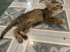 -ခြောက်ထပ်ကြီးရွှေသာလျောင်းဘုရားကြီး